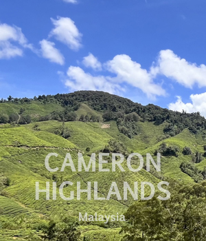 monstorries travel photo cameron highlands img1